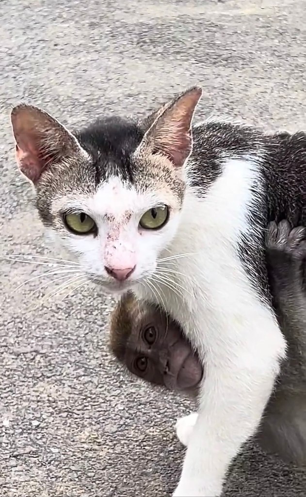 aa oa coa 8-ecoo aaa, oop ocac e poee. oa aa ocoo oc ...