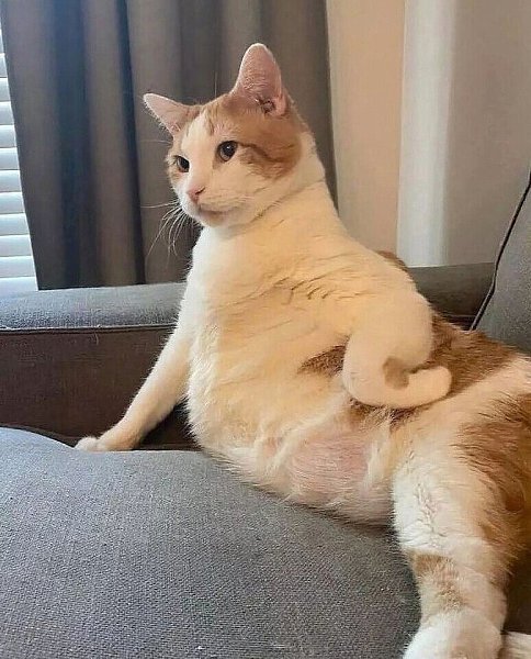 - ,   ?