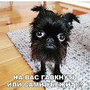 ���� �������, ������-��-����, 63 ���� - ��������� 12 ������ 2026
