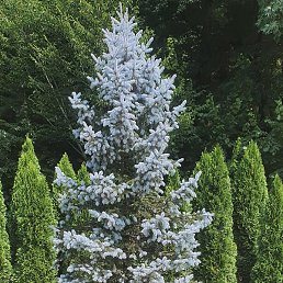 ������, �������, 31 ���