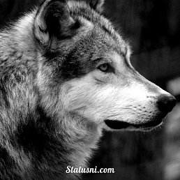 �����, ������, 40 ���