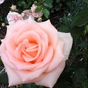  ,  , 36  -  12  2024    