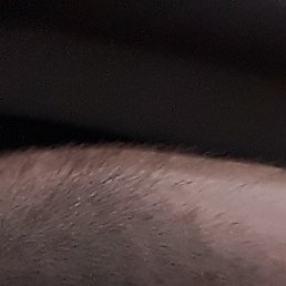 �����, ��������, 36 ���