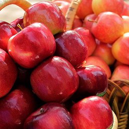 ���� Elvis, ���� - ��������� 13 ������� 2025