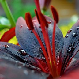 �������, ������, 64 ����