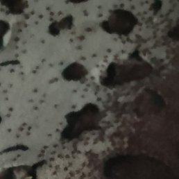 �����, ������, 35 ���