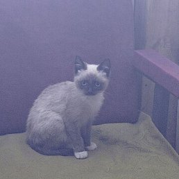 ��������, ������, 35 ���