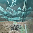 ���� �������, ����������, 66 ��� - ��������� 3 ���� 2026 � ������ ���� ����������
