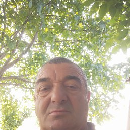 , 66, 