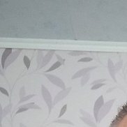 , 54 , 