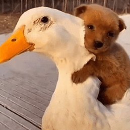 Jasmin7, �������, 49 ���