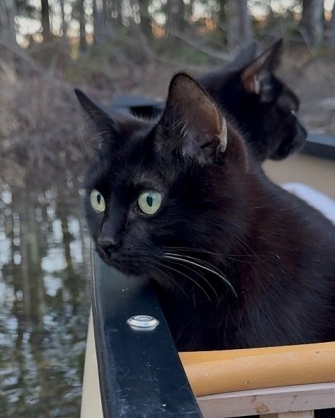 Человек берёт своих чёрных котеев с собой на рассветную рыбалку и делает какие-то невероятно ... - 4