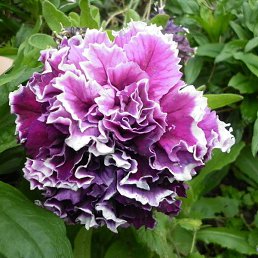 �����, ������, 51 ���