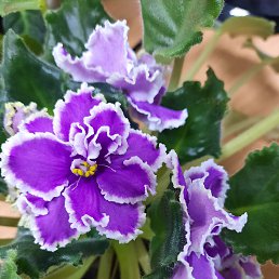 ���� ���, ����-����������� - ��������� 28 ���� 2024