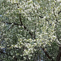 �������, �����, 51 ���