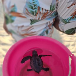 �����, ������, 56 ���