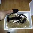 ���� Igor, ���� - ��������� 4 ���� 2025 � ������ ���� ������.�