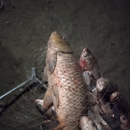 ������, ������, 37 ���