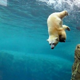 Ursus Maritimus, ������