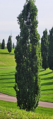 ���� ������� ��������, �����, 55 ��� - ��������� 26 ������� 2023