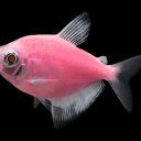  Ivan, -, 30  -  26  2024    