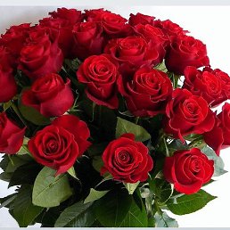 ��������, ���������, 55 ���