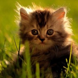 �������, ������-��-����, 37 ���