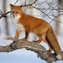 ���� �����, ������, 63 ���� - ��������� 9 ������� 2023