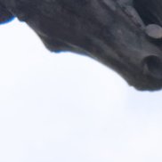 �����, 46 ���, �����-���������