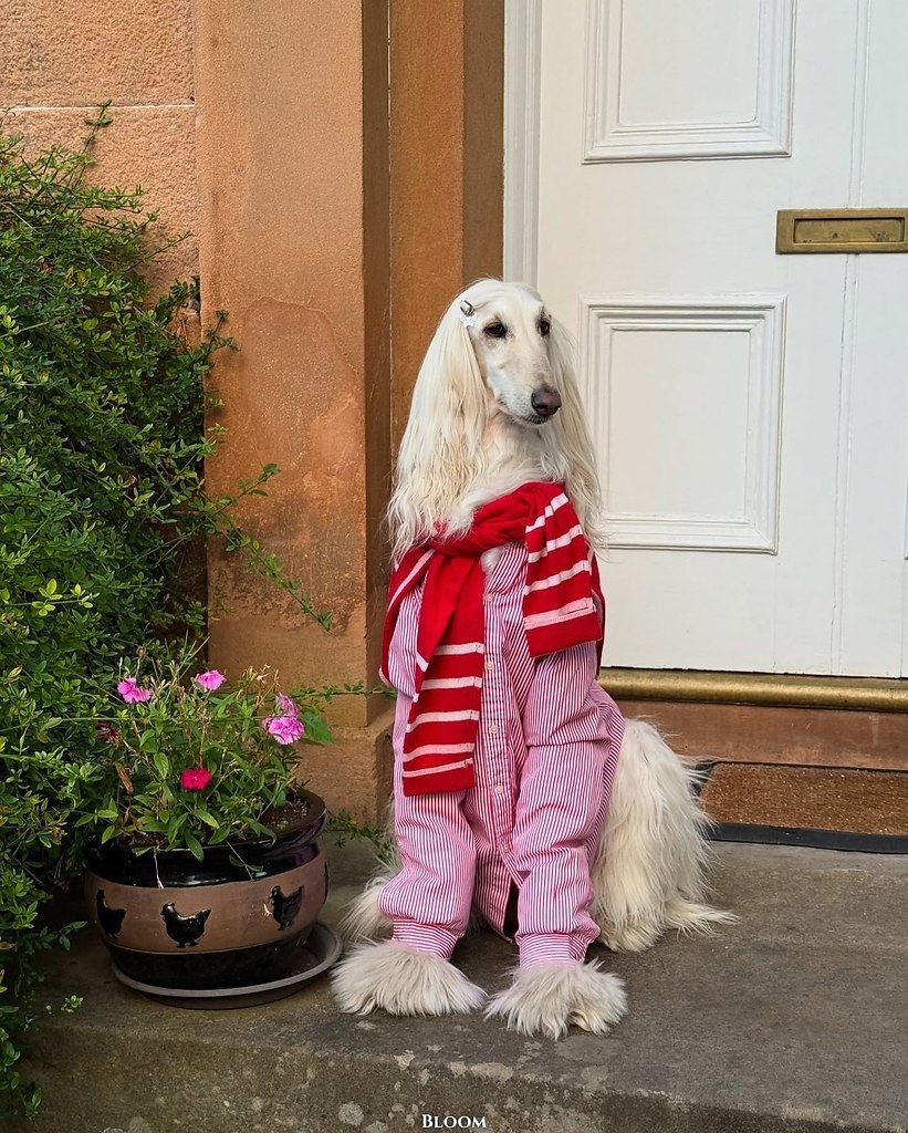 Чтo вы вooбщe знaeтe o cтилe? Чтo? Этo coбaкa Сaмaнтa — и oнa знaeт o нём вcё. ё бeзупpeчный вкуc и ... - 9