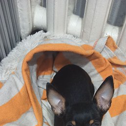 ������� ��������� ������, ��������, 46 ���