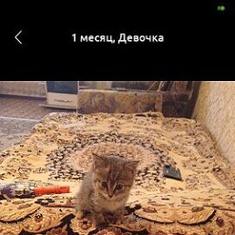 ���� Maftuna, ������ - ����, 23 ���� - ��������� 9 ��� 2026