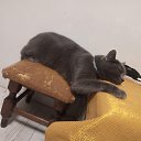 ���� ����, ���������, 40 ��� - ��������� 2 ���� 2024 � ������ ���� ����������