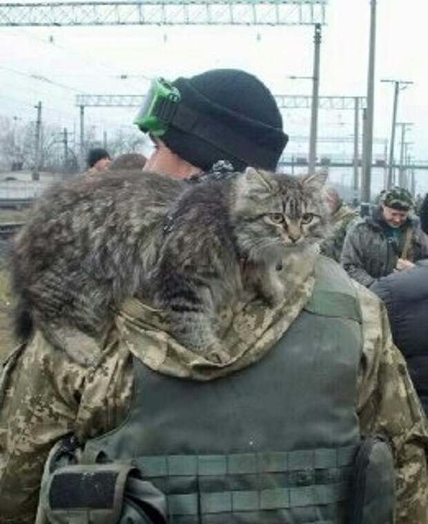 Кот НАШ!!! Я старый... окопный... потрёпанный... кот. Хромаю... скачу на трёх лапах. Я тот, кто с ...