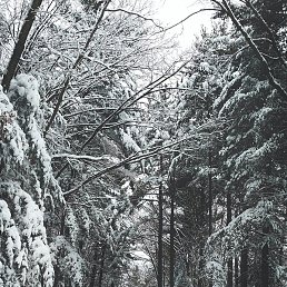 ���������, ������������, 42 ����