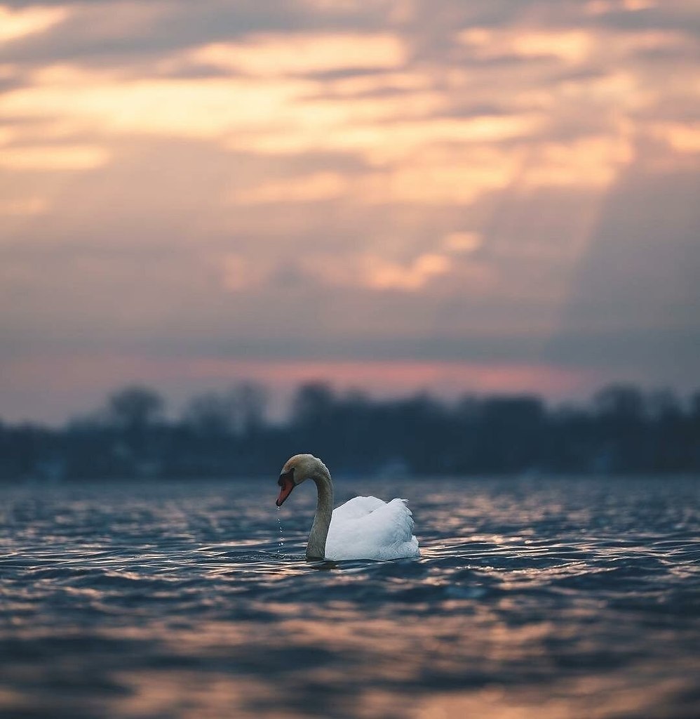 ����� ����� ����, ����� ���� ��������. ϸ�� �������