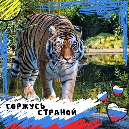 �����, ������ ��������, 41 ���