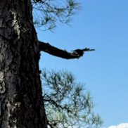 ����, 36 ���, �����