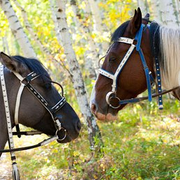 �������, ���������, 44 ����