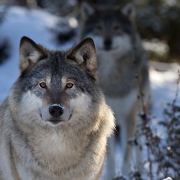 �������, ������, 45 ���