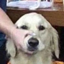 ��������, �����, 37 ���