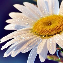 �������, ������