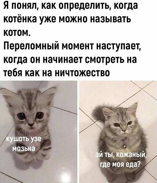В лексиконе кота только: ДАЙ! Где ты это "ДАЙ!" возьмёшь кота почему-то не интересует...