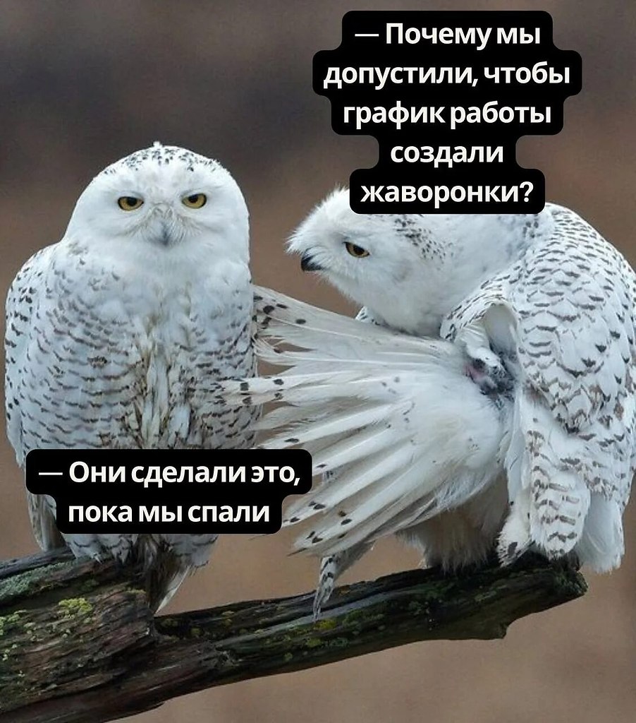 �������� ������ - 8 ���� 2026 � 10:43