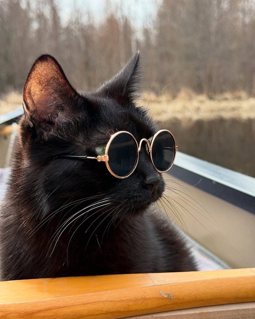 Человек берёт своих чёрных котеев с собой на рассветную рыбалку и делает какие-то невероятно ... - 3