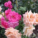 ���� �����, ������, 73 ���� - ��������� 16 ����� 2024