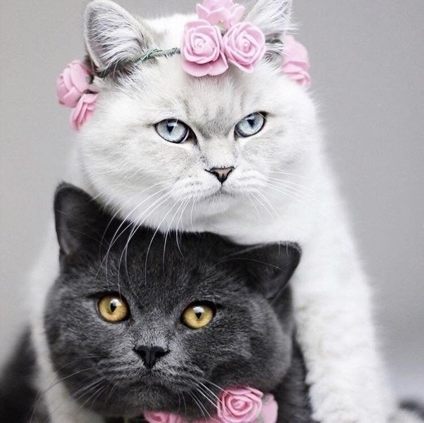 �������� ���������� - 2