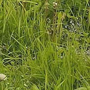 ������, 60 ���, ���������