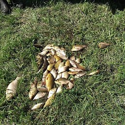 ���������, �������, 56 ���