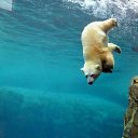 ���� Ursus Maritimus, ������ - ��������� 11 ���� 2026
